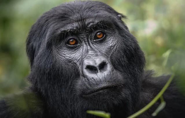 Rwanda Gorilla Trek – 5 Days
